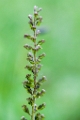 Grote keverorchis -01